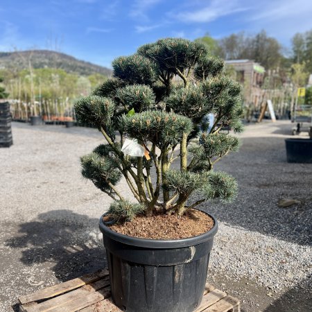 Borovica lesná (Pinus Sylvestris) ´WATERERI´ - výška: 130+ cm, kont. C230L - BONSAJ - STARÝ A VZÁCNY EXEMPLÁR (-30°C)